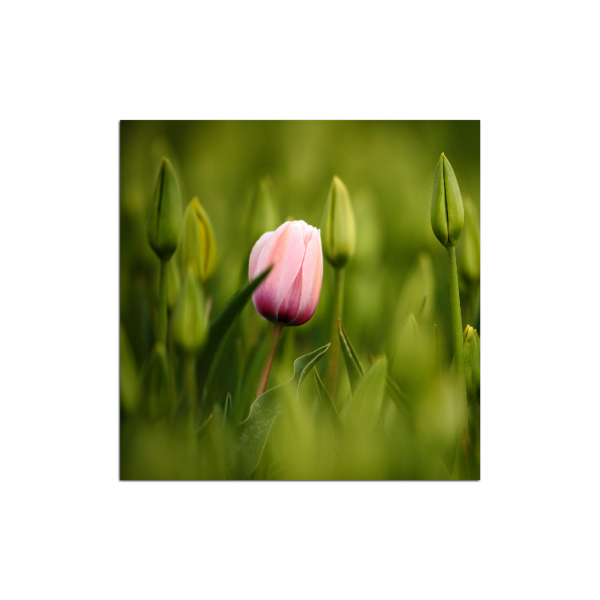 Obraz na plátně - Růžový kvetoucí tulipán - čtverec  